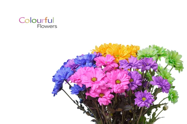 Flores de colores — Foto de Stock