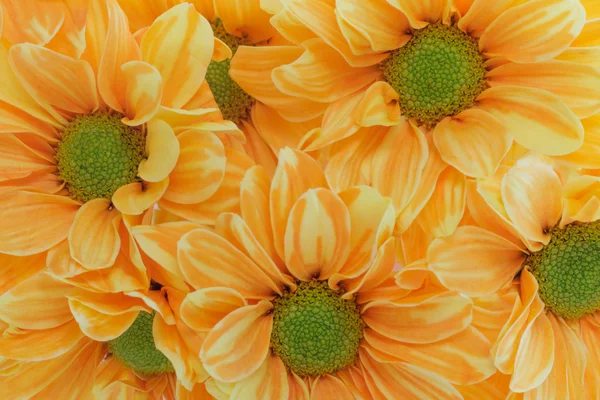 Yellow Flowers — Stock Photo, Image