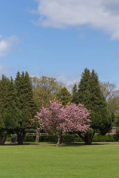 Красочный Весенний Пейзаж Зеленой Лужайкой Цветущим Вишневым Деревом — стоковое фото