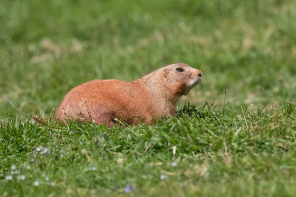 Černoocasý Prairie Groundhog Trávě — Stock fotografie