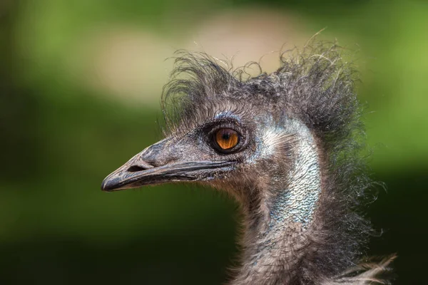 Porträt Eines Emu — Stockfoto