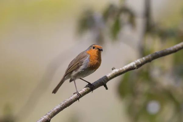 Ένας Ευρωπαίος Ρομπέν Erithacus Rubecula Σκαρφαλωμένος Υποκατάστημα — Φωτογραφία Αρχείου