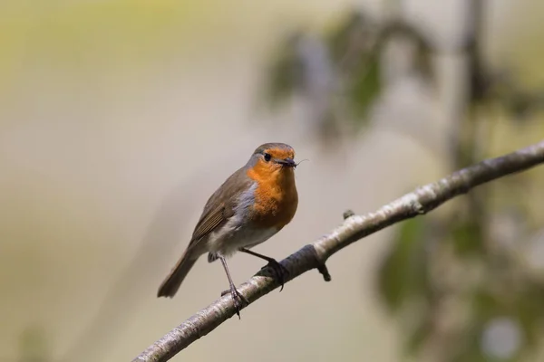 Europejski Robin Erithacus Rubecula Siedzący Gałęzi — Zdjęcie stockowe