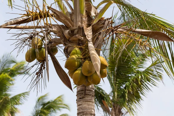 Detail Kokosového Stromu — Stock fotografie
