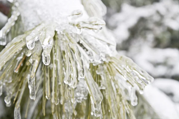 Frozen plant — Stock Photo, Image