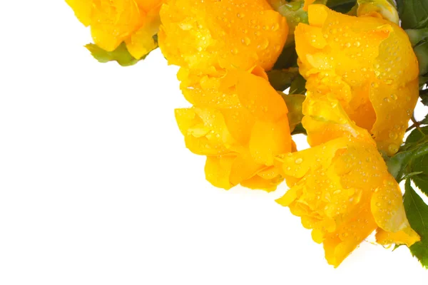 Yellow roses — Stock Photo, Image