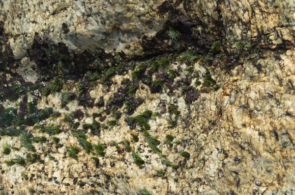 Piedra de fondo con algas — Foto de Stock