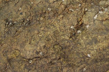 kabukları ile Taş dokusu