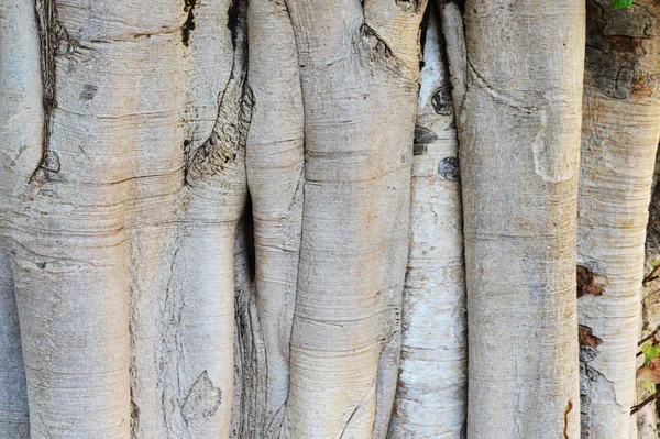 Banyan Tree Structure