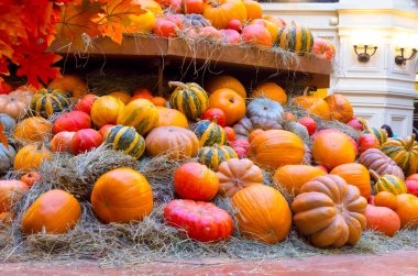 Sonbaharda cadılar bayramı için çok sayıda renkli balkabağı kapalı alanda bir arada yatıyordu. Yüksek kalite fotoğraf