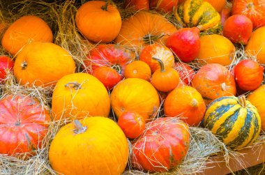 Sonbaharda cadılar bayramı için çok sayıda renkli balkabağı kapalı alanda bir arada yatıyordu. Yüksek kalite fotoğraf