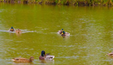 Ördekler ve drenler sonbahar öğleden sonra gölette yüzerler. Yüksek kalite fotoğraf