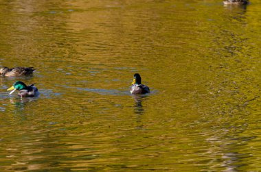Ördekler ve drenler sonbahar öğleden sonra gölette yüzerler. Yüksek kalite fotoğraf