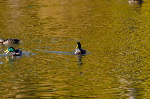 秋天的下午 鸭子和水鸭在池塘里游泳 高质量的照片 — 图库照片
