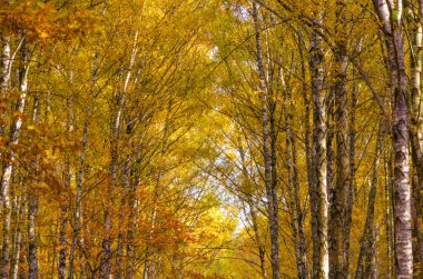 Sonbahar ormanı öğleden sonra güneşli bir günde, sarı yapraklı. Yüksek kalite fotoğraf