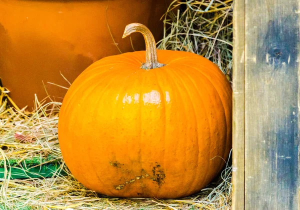 Orangenkürbis Halloween Auf Einem Hintergrund Aus Heu Hochwertiges Foto — Stockfoto