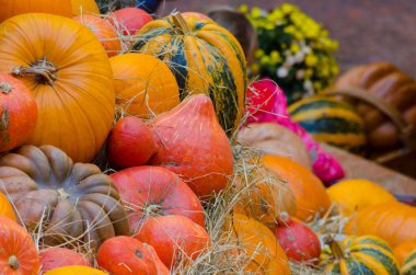 Sonbaharda cadılar bayramı için çok sayıda renkli balkabağı kapalı alanda bir arada yatıyordu. Yüksek kalite fotoğraf