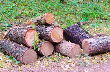 Ağaç kütükleri ormanda yatıyor.