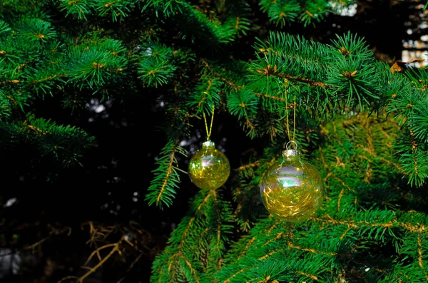 モミの木の枝に赤いクリスマスボール 高品質の写真 — ストック写真