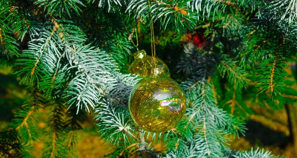 Christmas Ball Fir Branches High Quality Photo — Stock Photo, Image