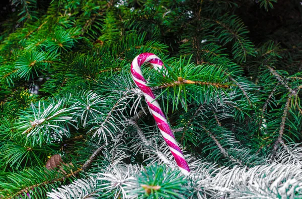 Canne Bonbons Blanche Rouge Sur Une Branche Épinette 2022 Photo — Photo