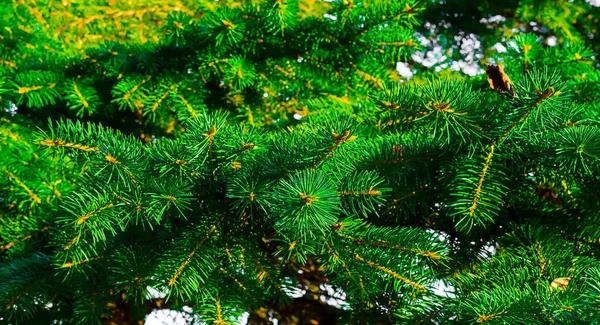 녹색 가문비나무 가지들은 패턴을 가깝게 결합 시킵니다. — 스톡 사진