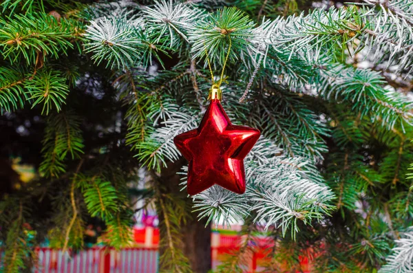 モミの枝の赤いクリスマスの星クリスマスの装飾 高品質の写真 — ストック写真
