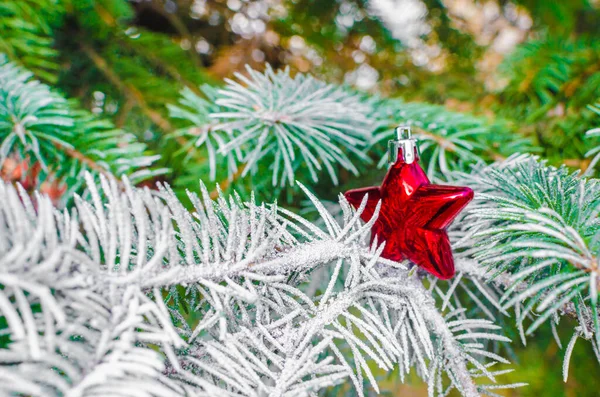 köknar dallarındaki kırmızı noel yıldızları Noel süslemeleri. Yüksek kalite fotoğraf