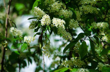 Güneşli bir günde yeşil arka planda, dalda açan beyaz çiçekler. Yüksek kalite fotoğraf