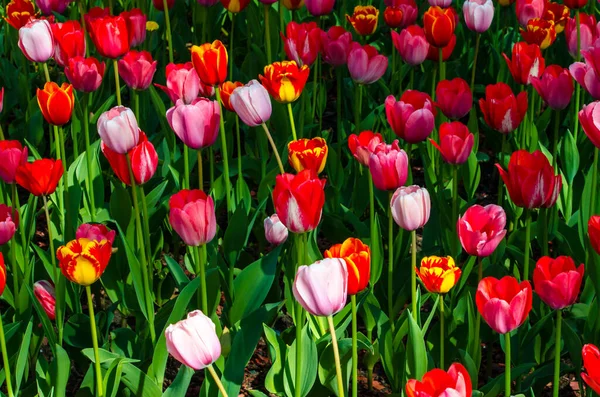 Tulipes Colorées Poussant Dans Lit Fleurs Photo Haute Qualité — Photo