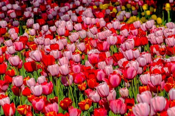 Rojo Rosa Tulipanes Fondo Plantación Cerca Foto Alta Calidad —  Fotos de Stock