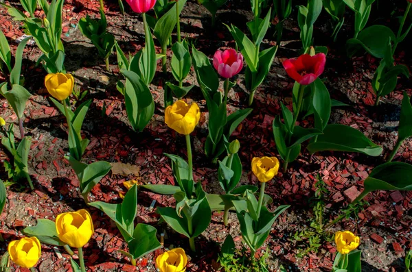 花壇で成長する黄色のチューリップ 高品質の写真 — ストック写真