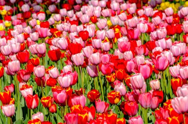 background of tulips of red and pink bright shades. High quality photo