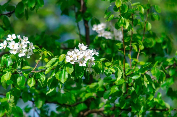 緑の背景に晴れた日に開花枝 高品質の写真 — ストック写真