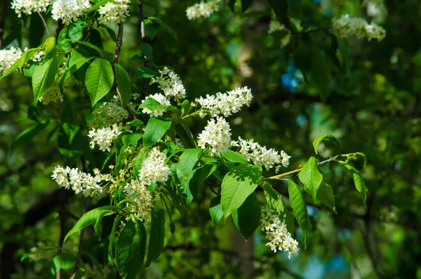 Lilas Blanc Fleurs Par Une Journée Ensoleillée Sur Fond Vert — Photo