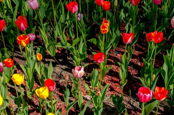 Tulipes Colorées Poussant Dans Lit Fleurs Photo Haute Qualité — Photo