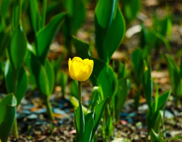 Yellow Tulips Flowerbed High Quality Photo — Stock Photo, Image