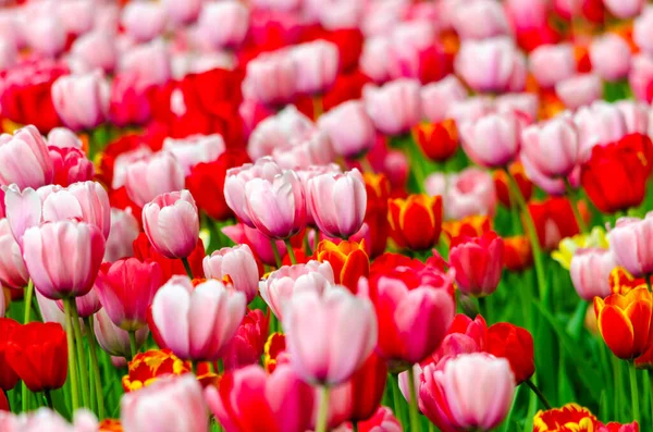 Gün boyunca tarlada pembe laleler. Yüksek kalite fotoğraf