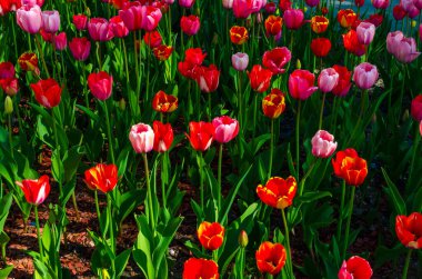Çiçek tarhında büyüyen renkli laleler