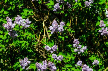 Mor leylak çalısı güneşli bir günde yazın çiçek açıyor.