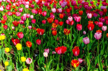 Çiçek tarhında büyüyen renkli laleler