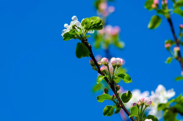 Kwitnące Gałęzie Jabłoni Tle Nieba Wysokiej Jakości Zdjęcie — Zdjęcie stockowe