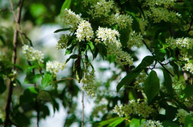 Yeşil arka planda güneşli bir günde açan beyaz leylak. Yüksek kalite fotoğraf