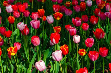 colored tulips growing in a flower bed clipart