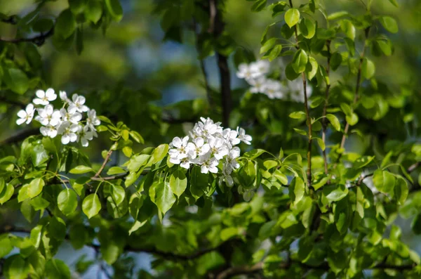 Branche Cerisier Fleurs Par Une Journée Ensoleillée Sur Fond Vert — Photo