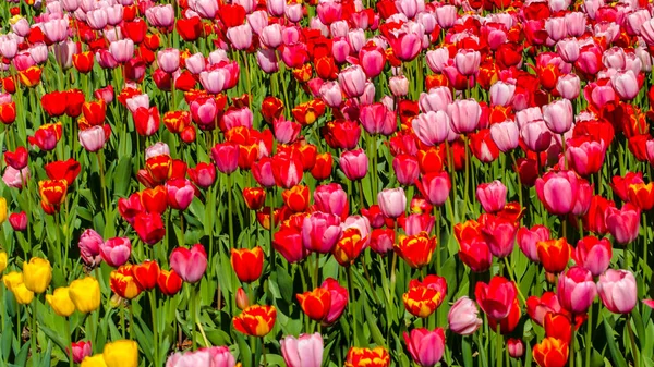 Красные Розовые Тюльпаны Фон Плантации Высокое Качество Фото — стоковое фото