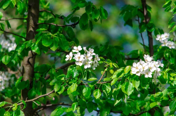 Blooming Cherry Branch Sunny Day Green Background High Quality Photo — Stock Photo, Image