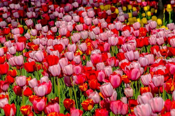 Fond de tulipes de nuances vives rouges et roses — Photo