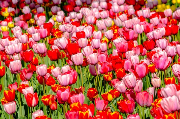 Fond de tulipes de nuances vives rouges et roses — Photo