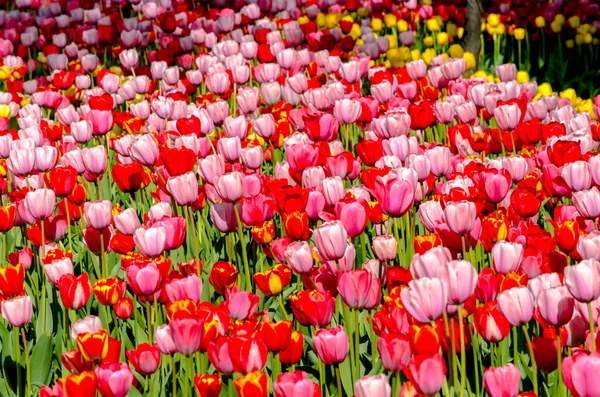 Tulipanes rojos y rosados fondo plantación postal —  Fotos de Stock